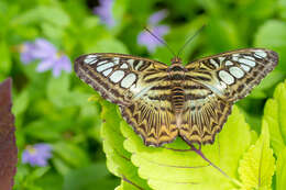 Imagem de Parthenos sylvia