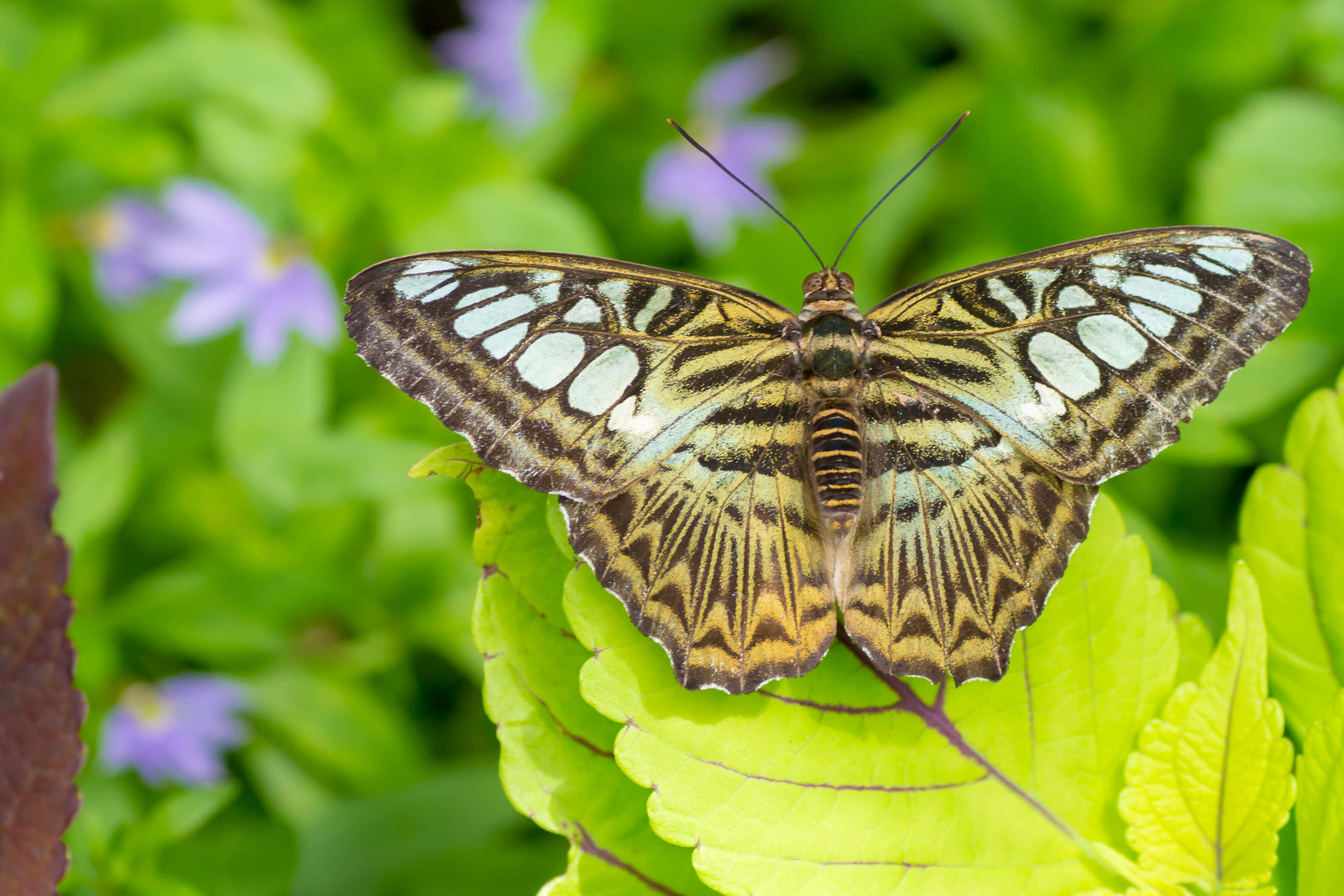 Imagem de Parthenos sylvia