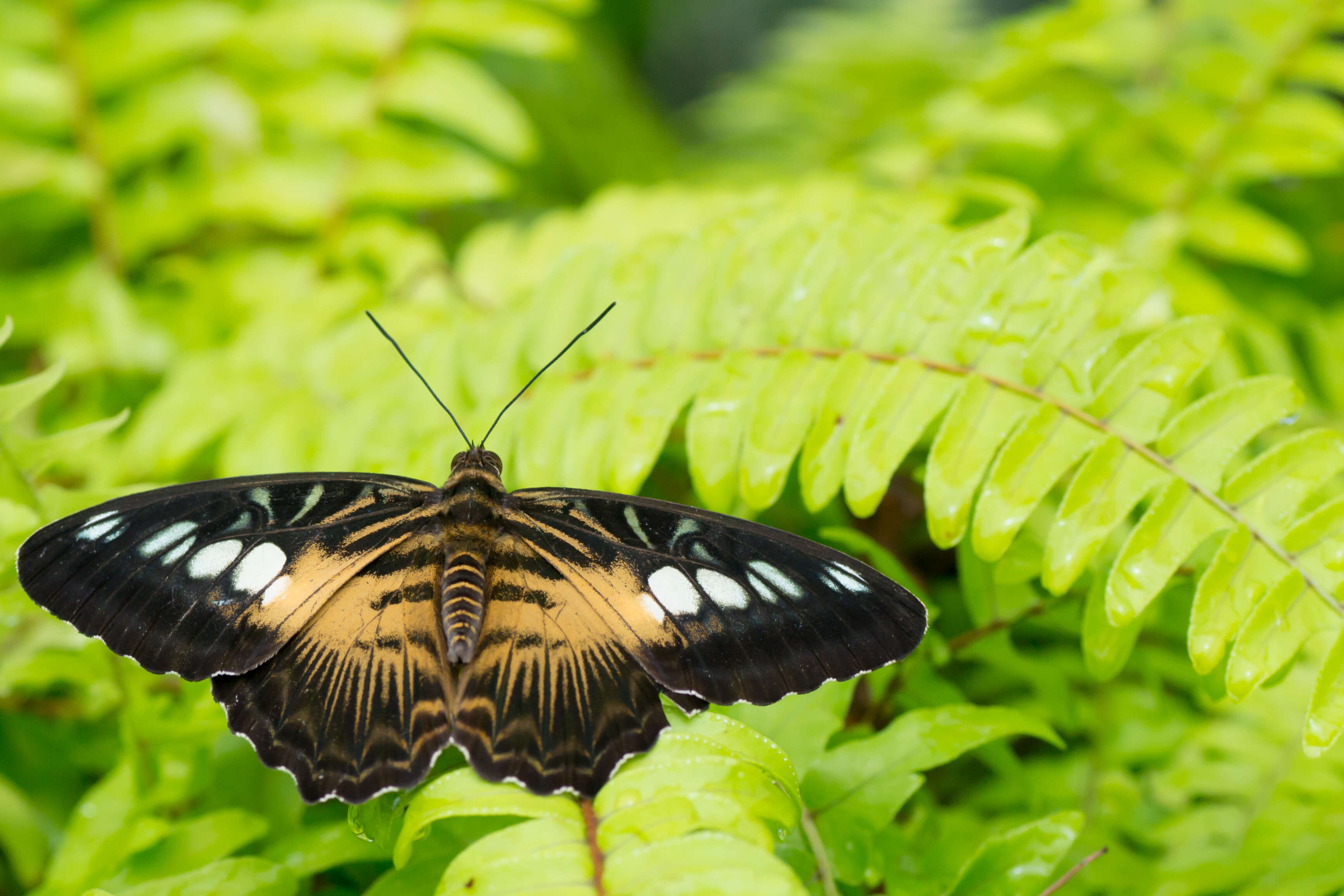 Imagem de Parthenos sylvia