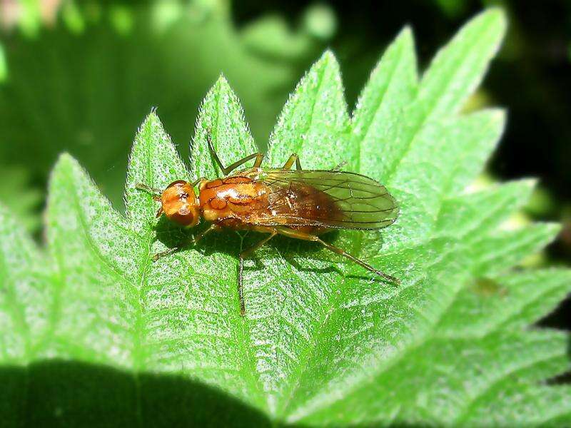 Image of Psila fimetaria (Linnaeus 1761)