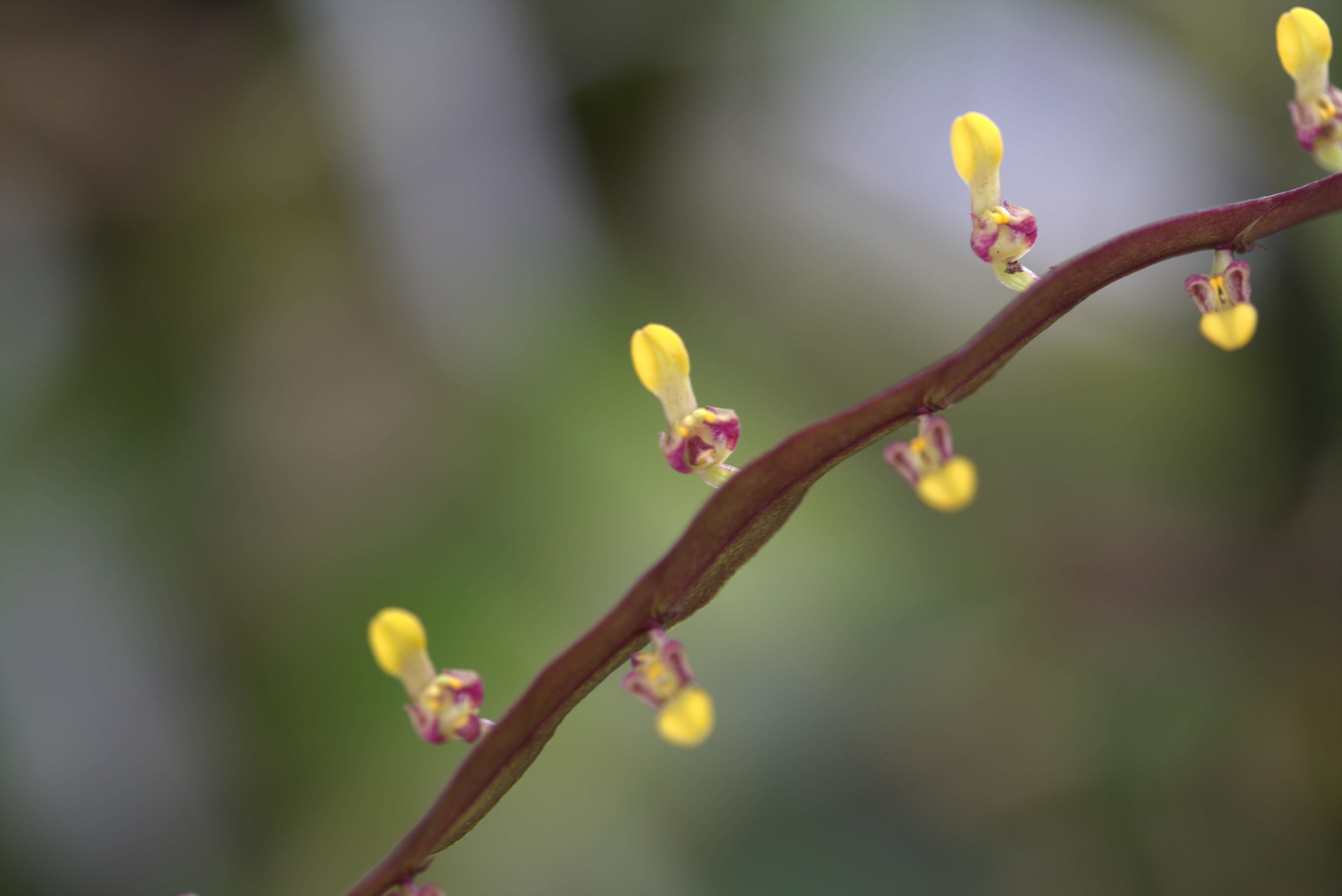 Image de Bulbophyllum falcatum (Lindl.) Rchb. fil.