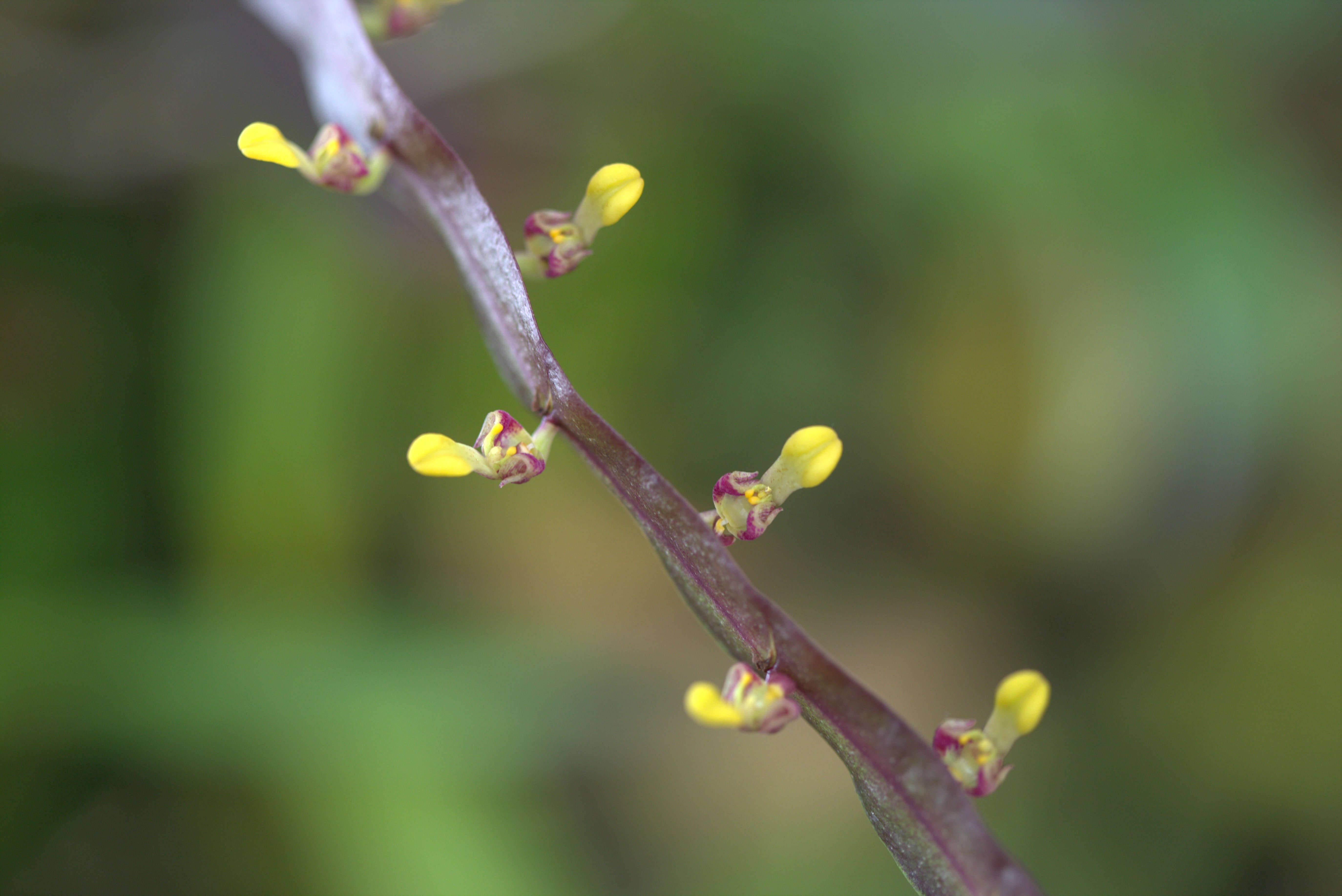 Image of Bulbophyllum falcatum (Lindl.) Rchb. fil.