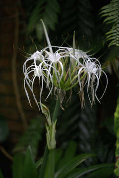 Image of beach spiderlily