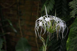 Image of beach spiderlily