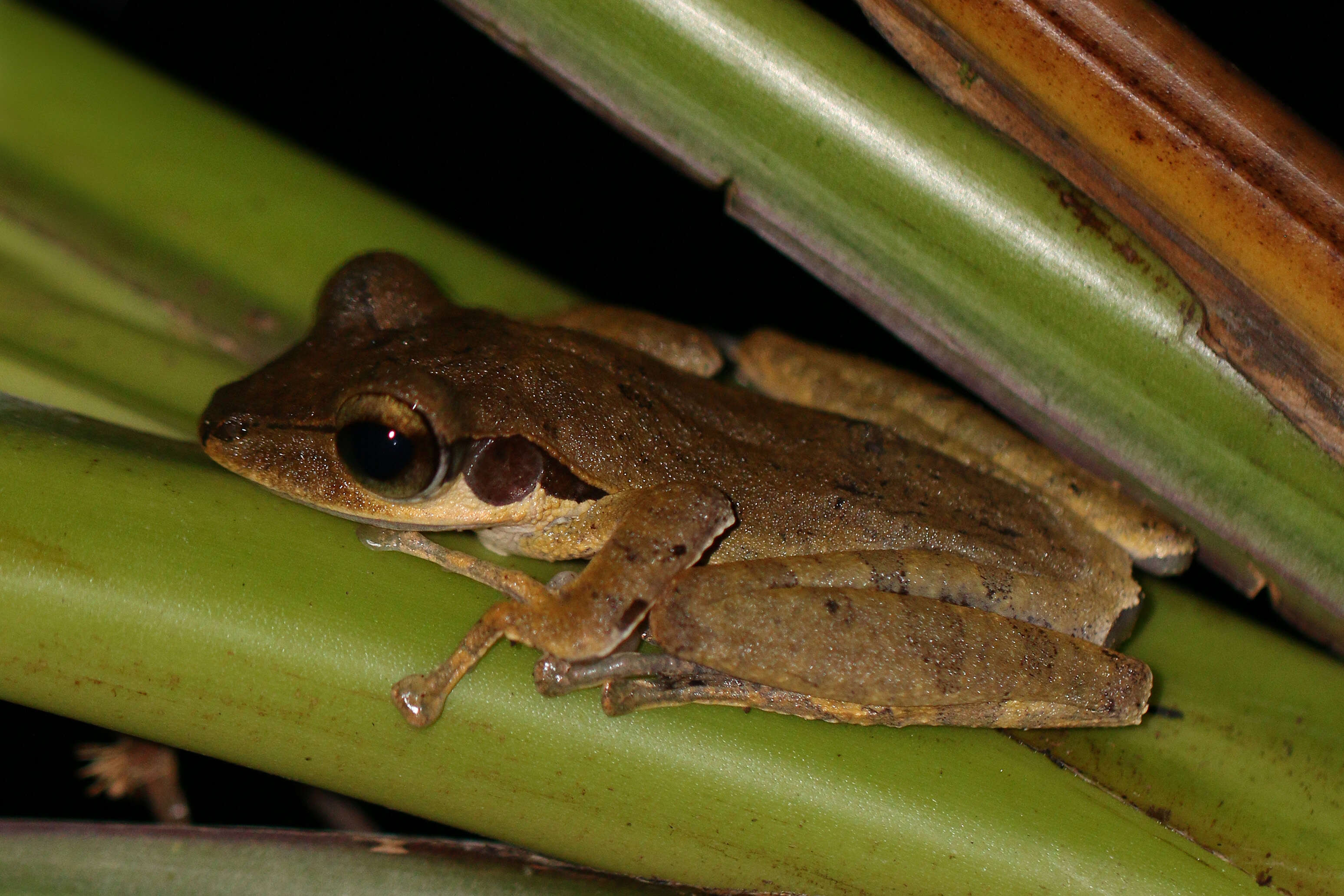 Image of Bongao tree frog