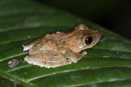 Kurixalus appendiculatus (Günther 1858) resmi