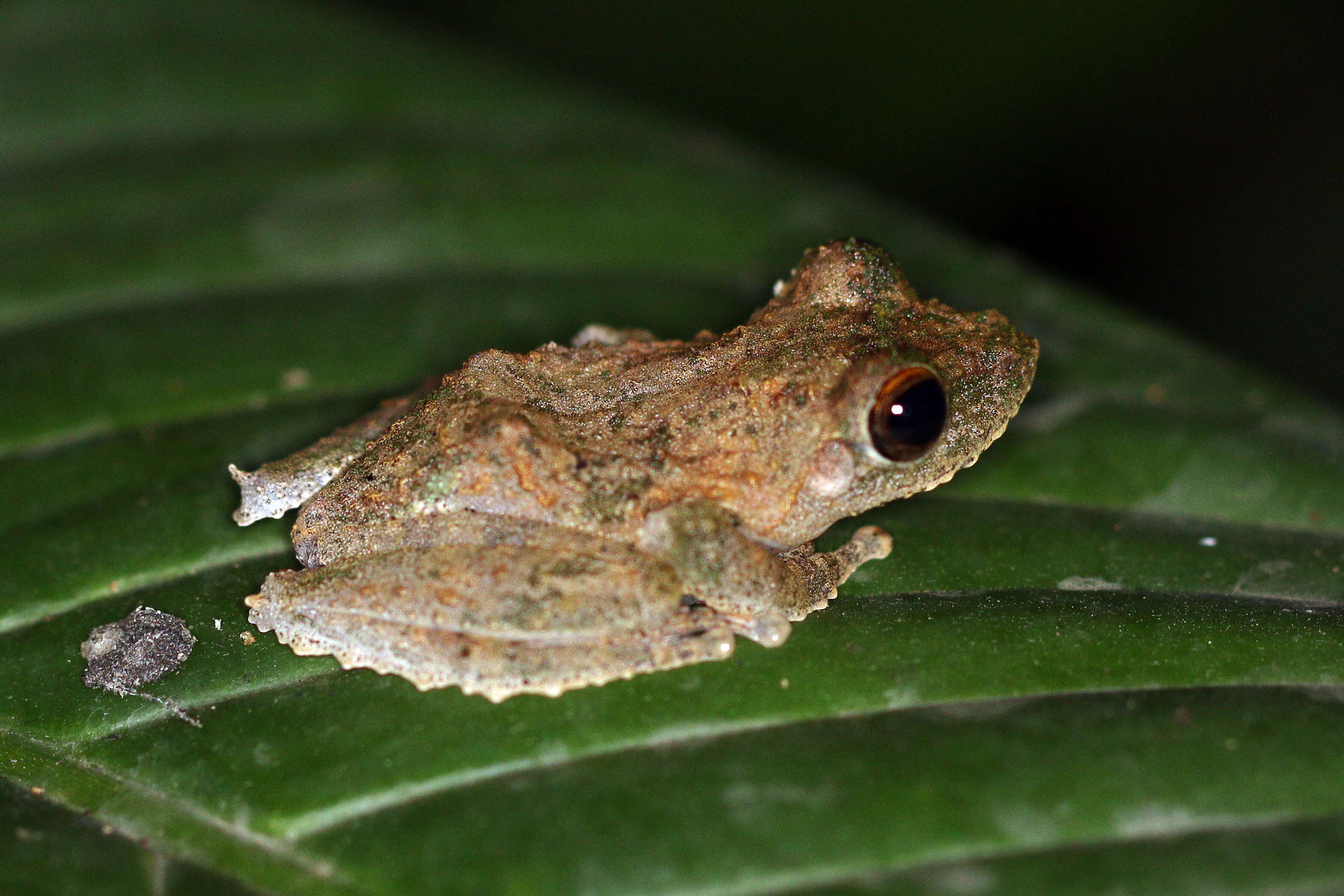 Image of Kurixalus appendiculatus (Günther 1858)