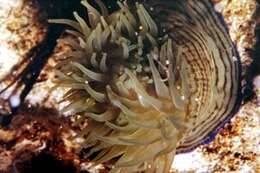 Image of Girdle anemone