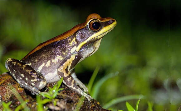 Image of Hydrophylax malabaricus (Tschudi 1838)