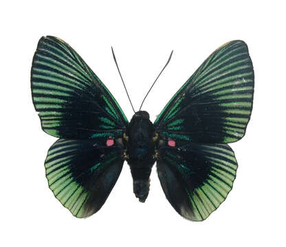 Image of Blue-rayed Metalmark