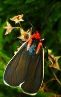 Image of Ctenucha multifaria Walker 1854