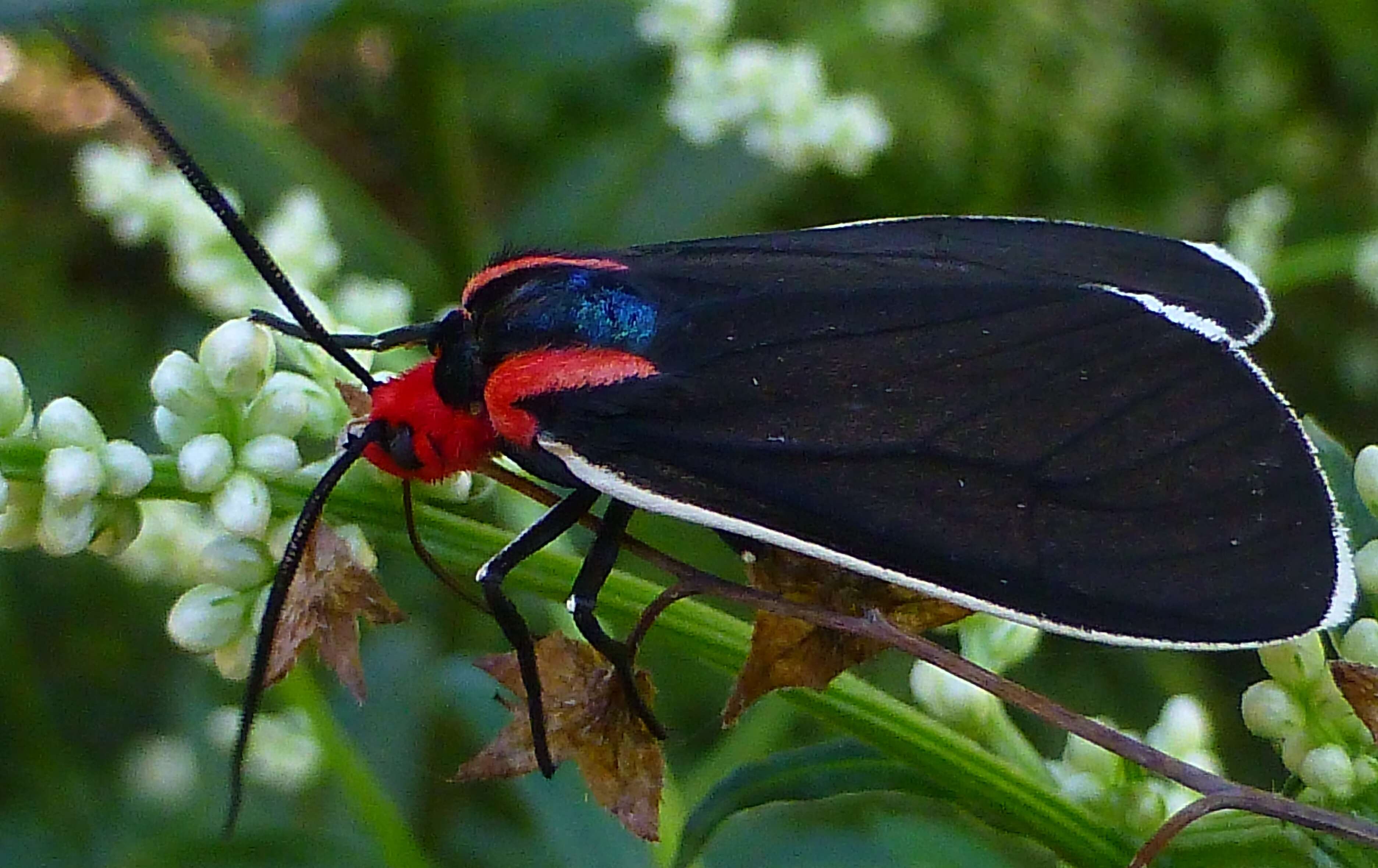 Image of Ctenucha multifaria Walker 1854