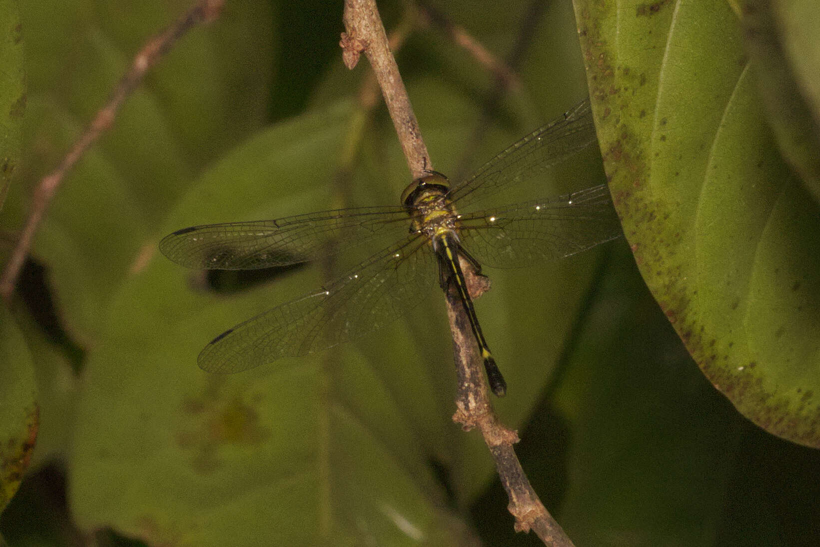 Imagem de Macromidia donaldi (Fraser 1924)