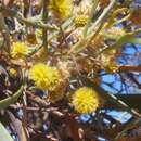 Image of Desert Oak