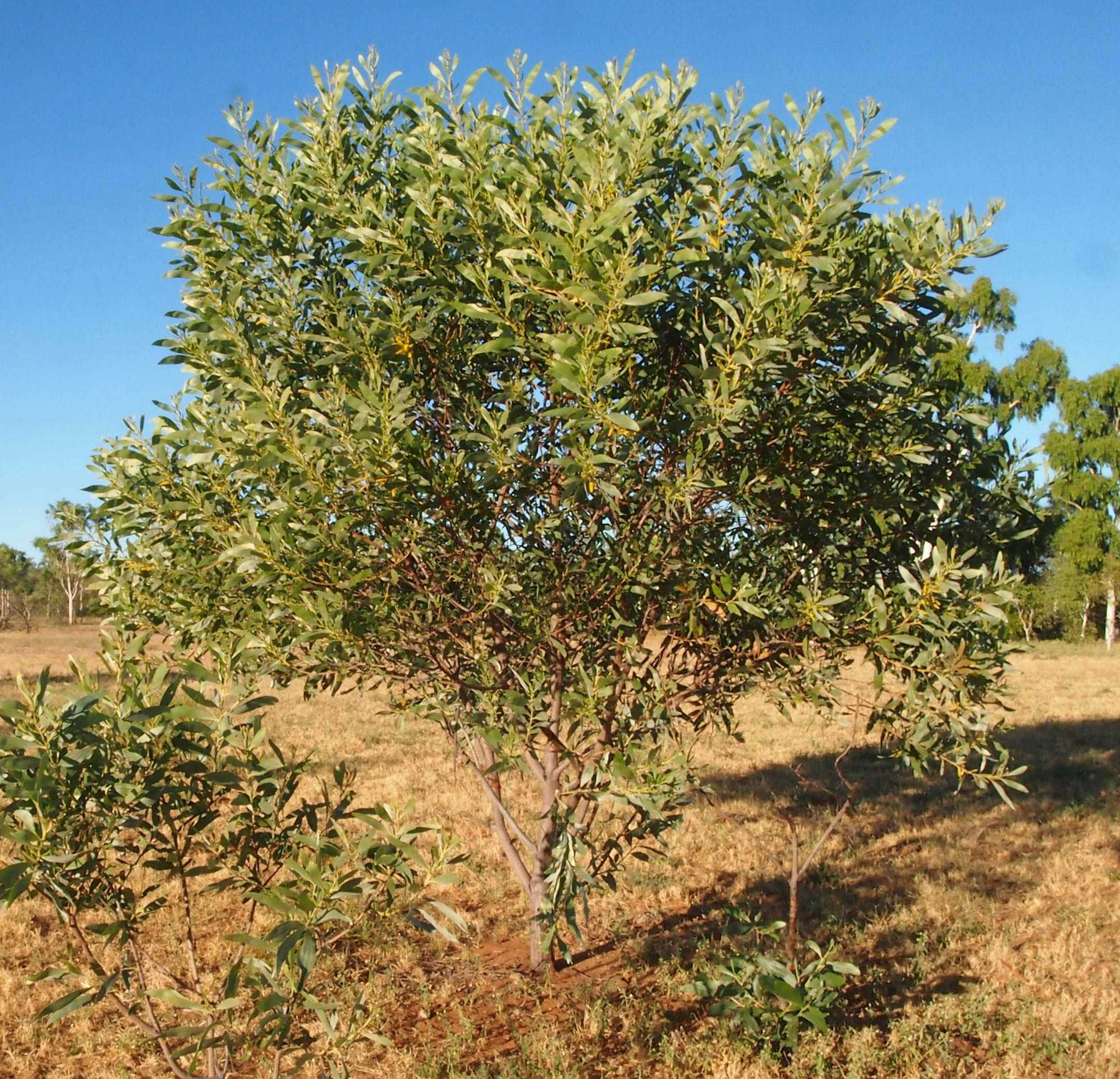 Image of Acacia colei Maslin & L. A. J. Thomson