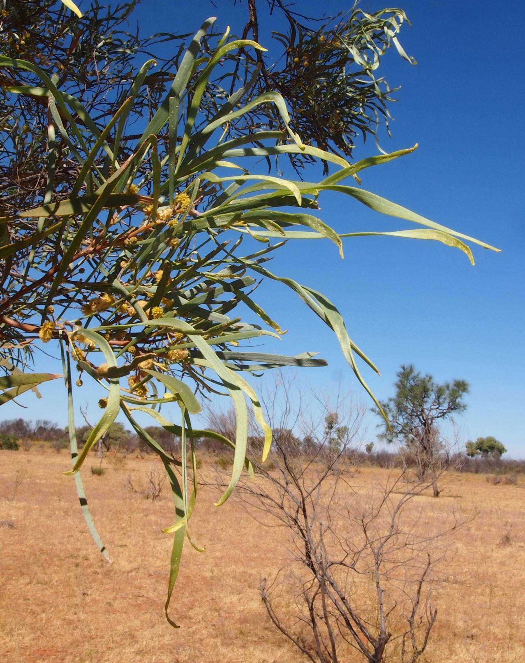 Image of Wiry Wattle