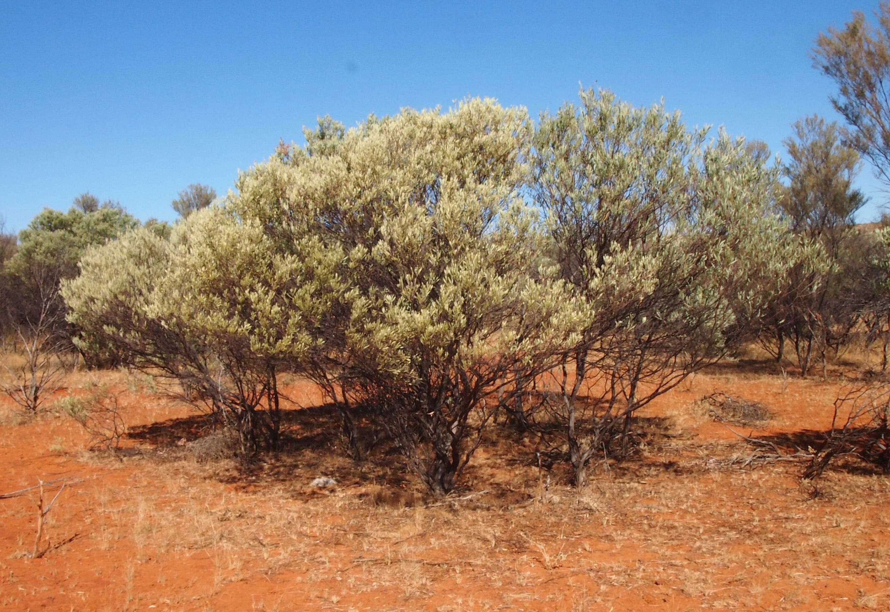 Acacia cuthbertsonii Luehm. resmi