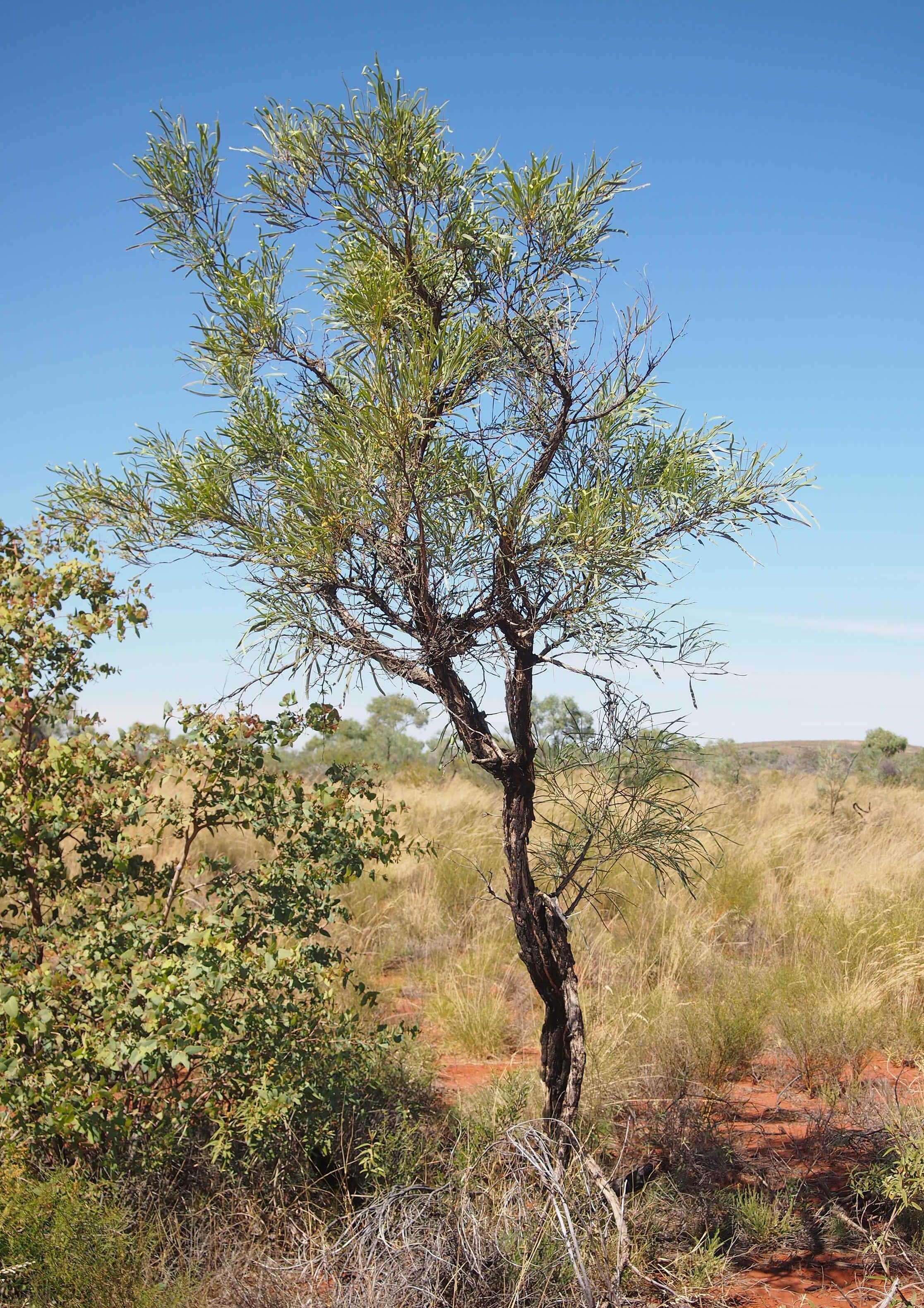 Image of Wiry Wattle