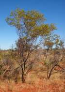 Image de Acacia melleodora Pedley