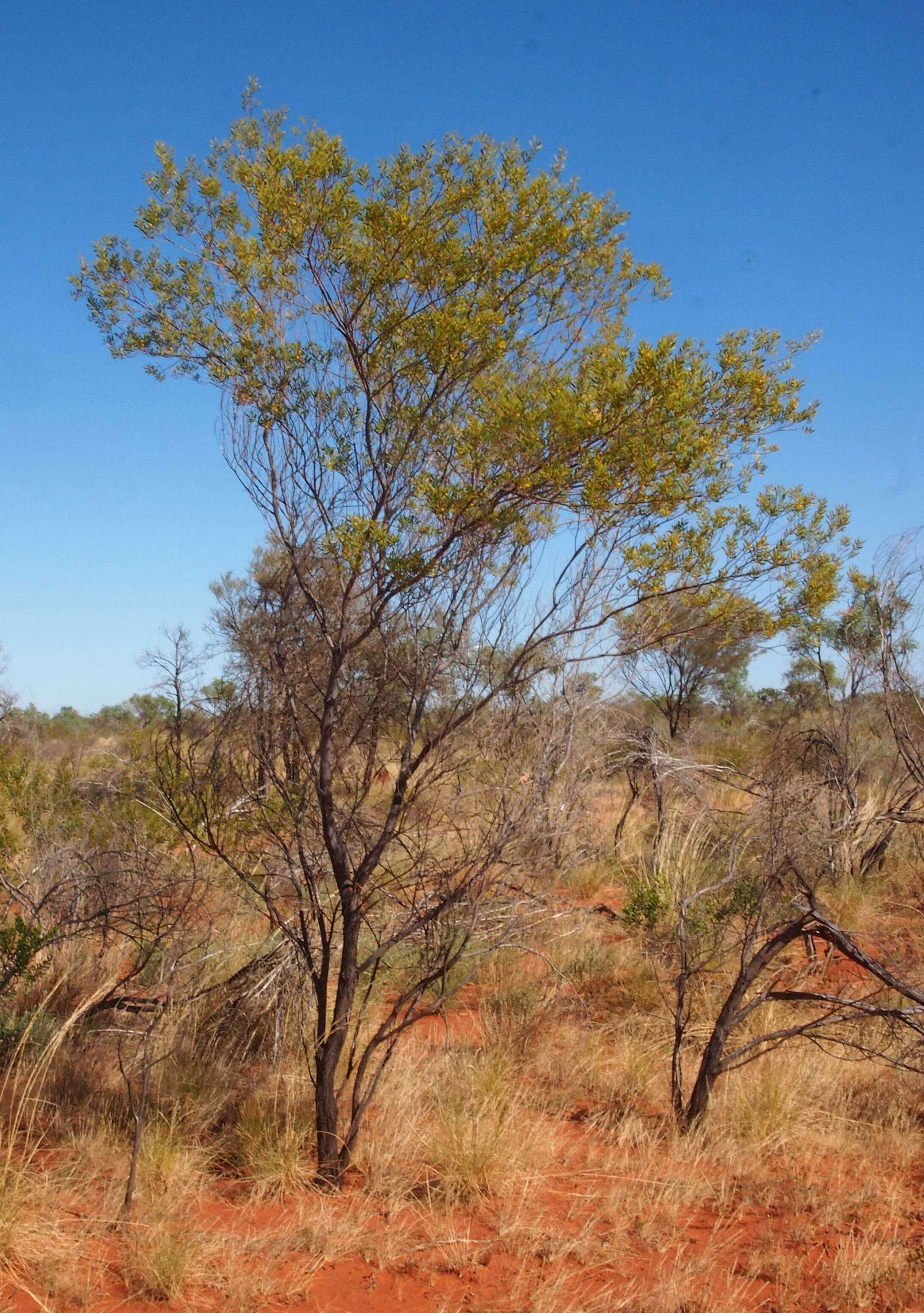 Image de Acacia melleodora Pedley