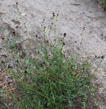 Image of hairy wild cabbage