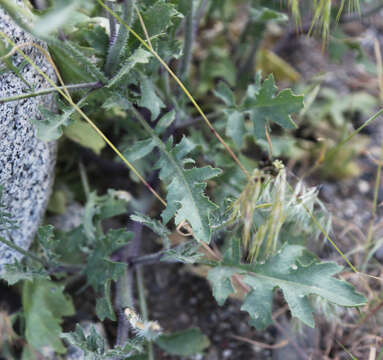 Image of hairy wild cabbage