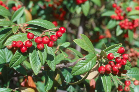 Image of Cotoneaster × watereri