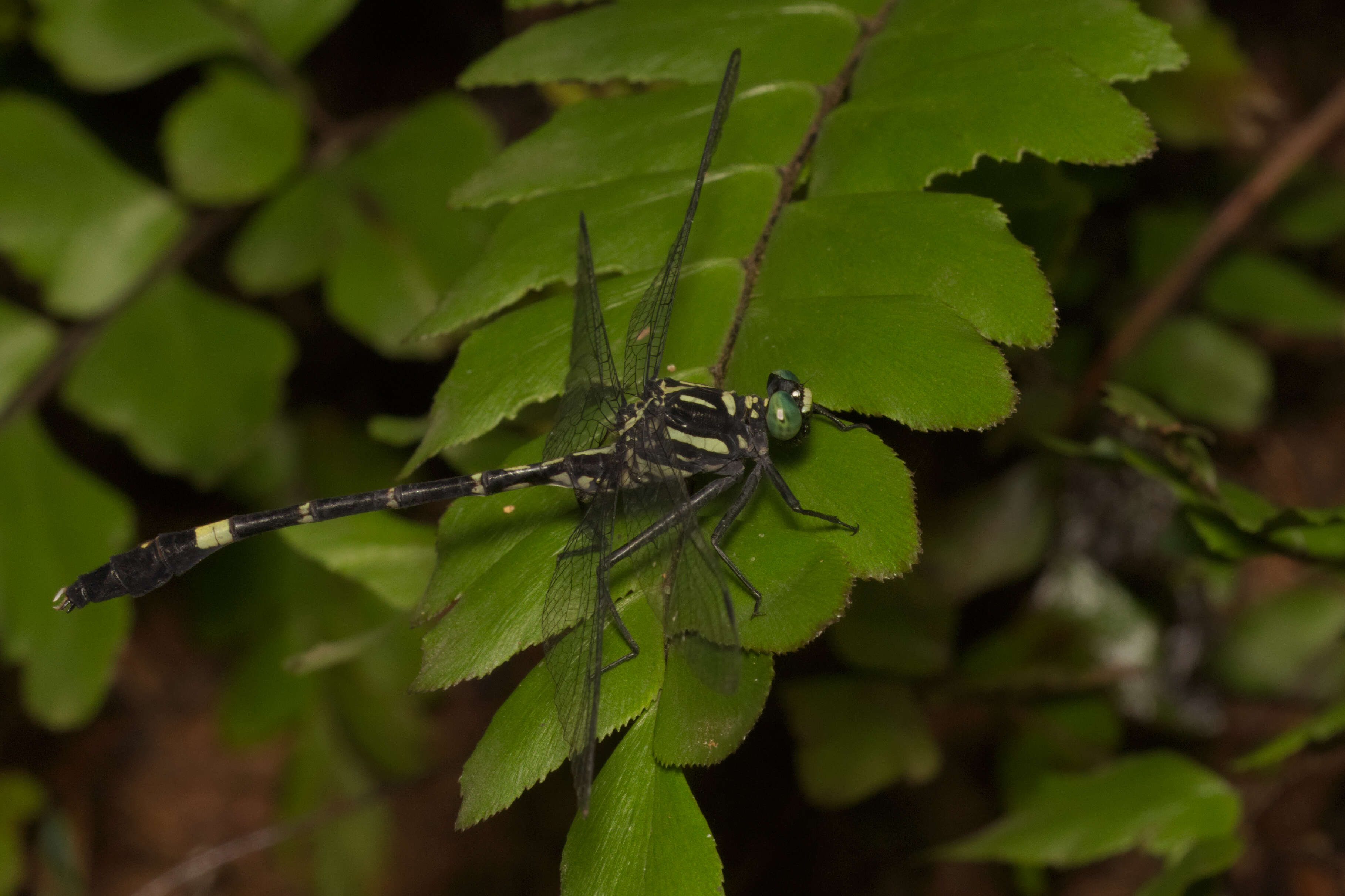 Image of Merogomphus tamaracherriensis Fraser 1931