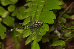 صورة Merogomphus tamaracherriensis Fraser 1931