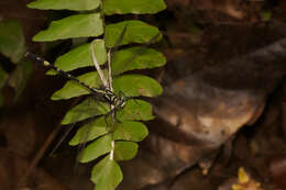 صورة Merogomphus tamaracherriensis Fraser 1931