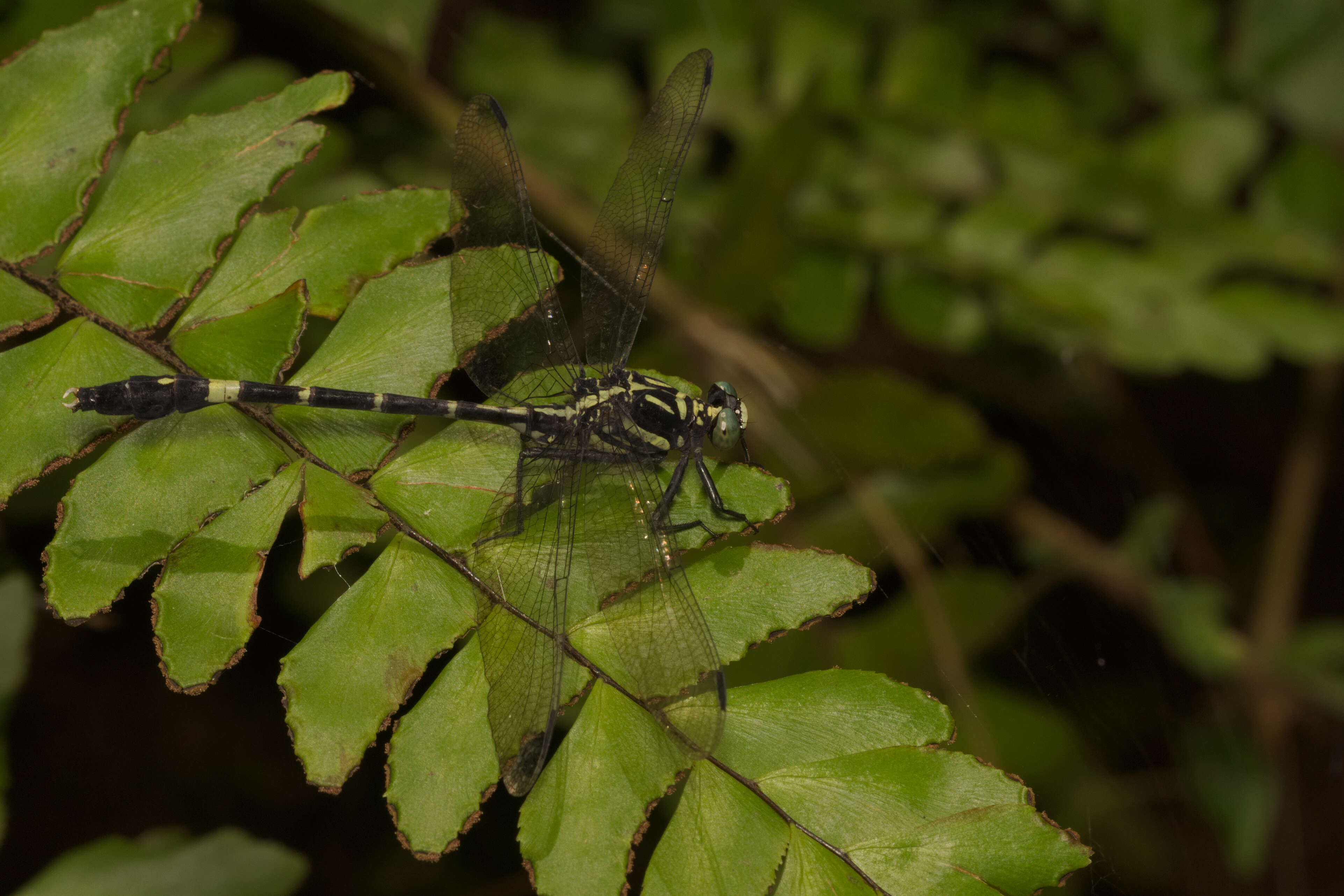 صورة Merogomphus tamaracherriensis Fraser 1931