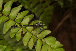 Image of Merogomphus tamaracherriensis Fraser 1931