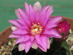 Image of Gymnocalycium denudatum (Link & Otto) Pfeiff. ex Mittler