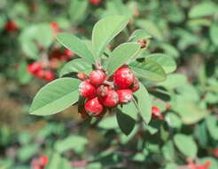 Image of silverleaf cotoneaster