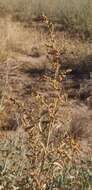 Image of Golden Goosefoot