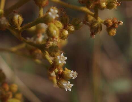 Слика од Dicrastylis exsuccosa (F. Muell.) Druce