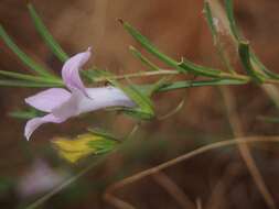 صورة Eremophila hughesii F. Muell.