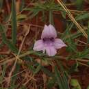 Eremophila hughesii F. Muell. resmi