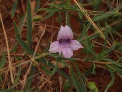 صورة Eremophila hughesii F. Muell.