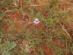 صورة Eremophila hughesii F. Muell.