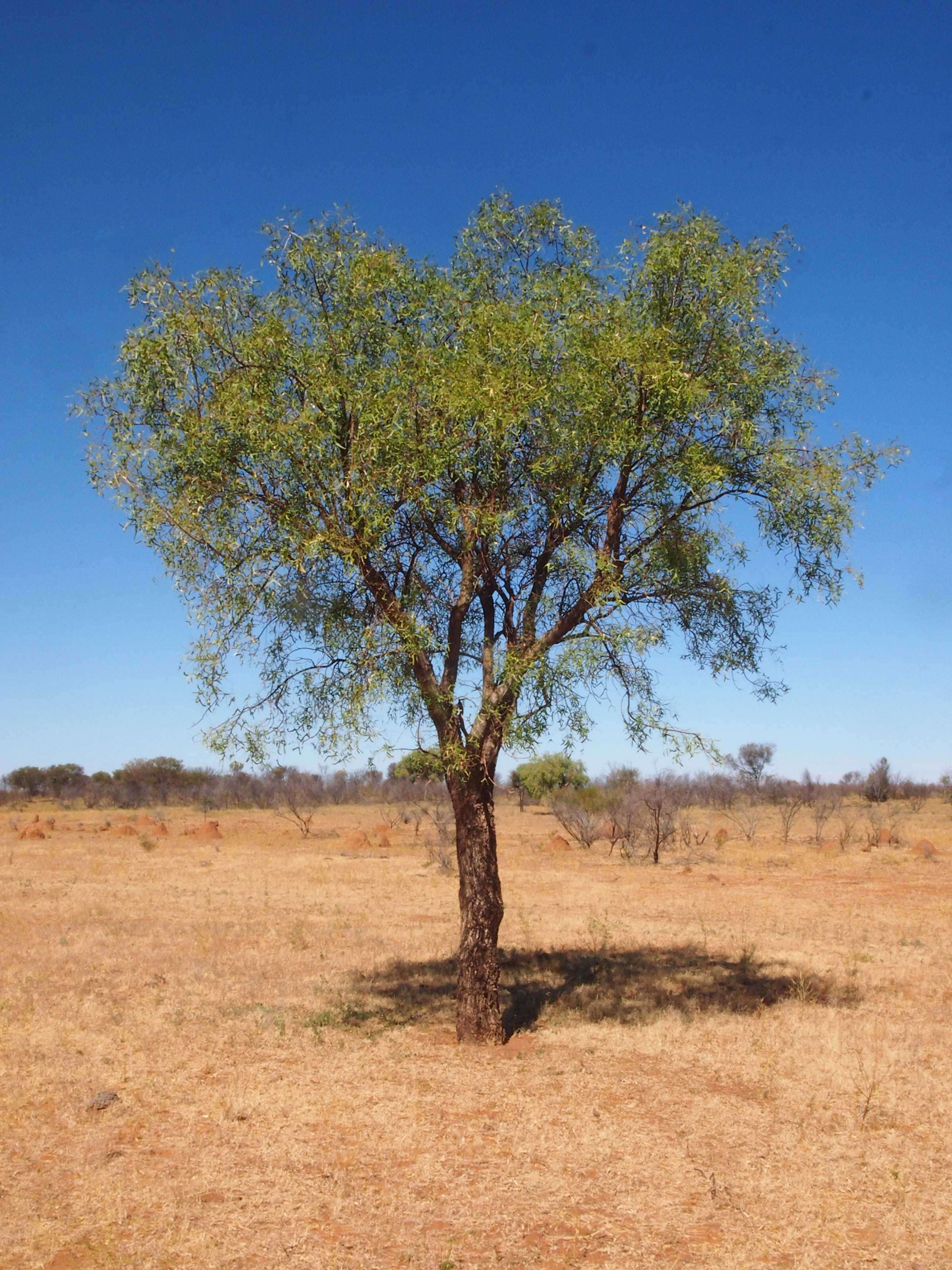 Слика од Erythrina vespertilio Benth.