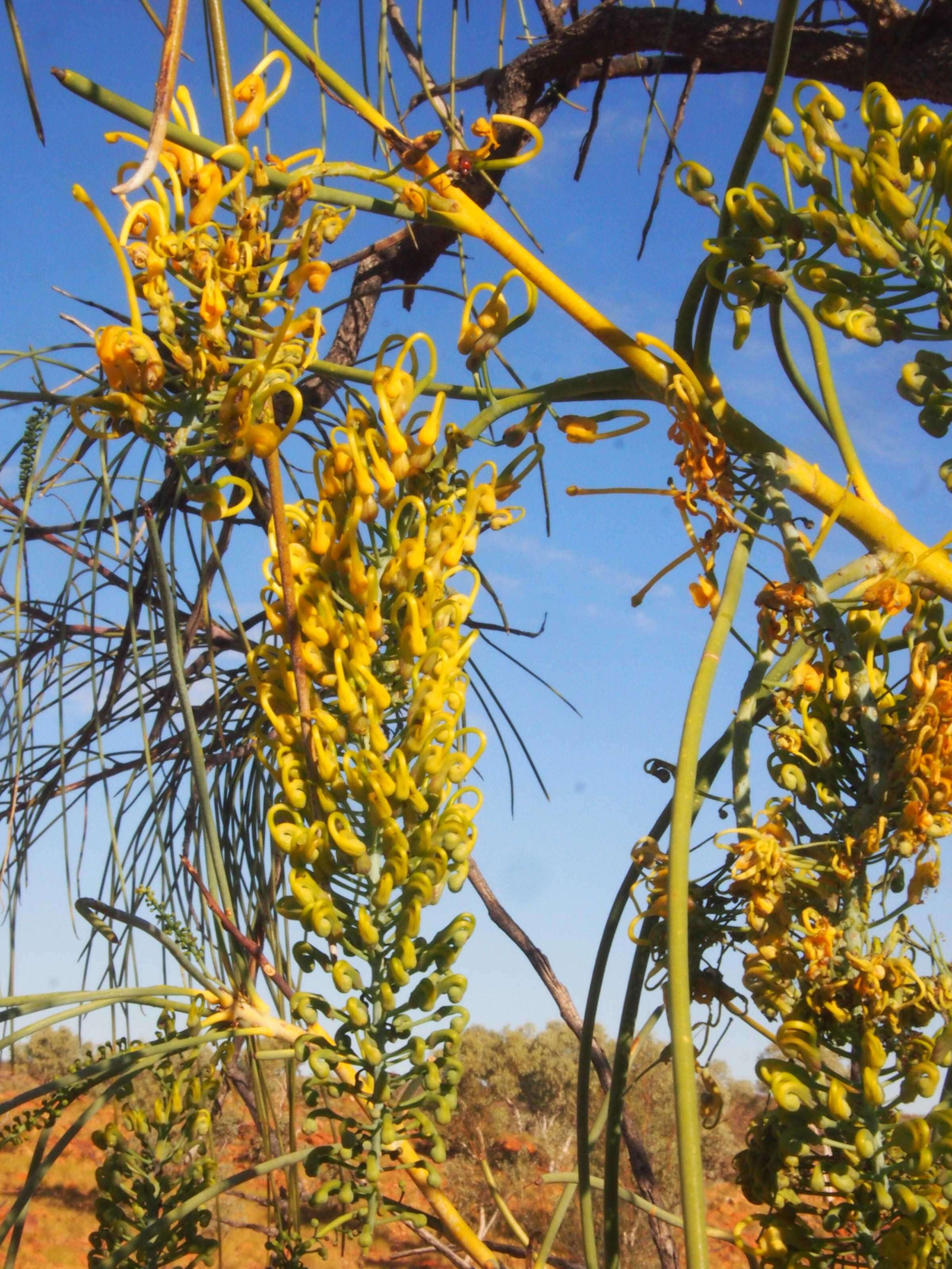 Image de Hakea chordophylla F. Müll.