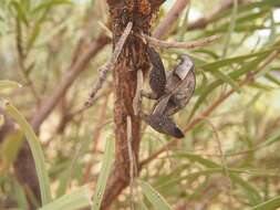 Image of Hakea macrocarpa A. Cunn. ex R. Br.