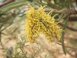 Image of Hakea macrocarpa A. Cunn. ex R. Br.