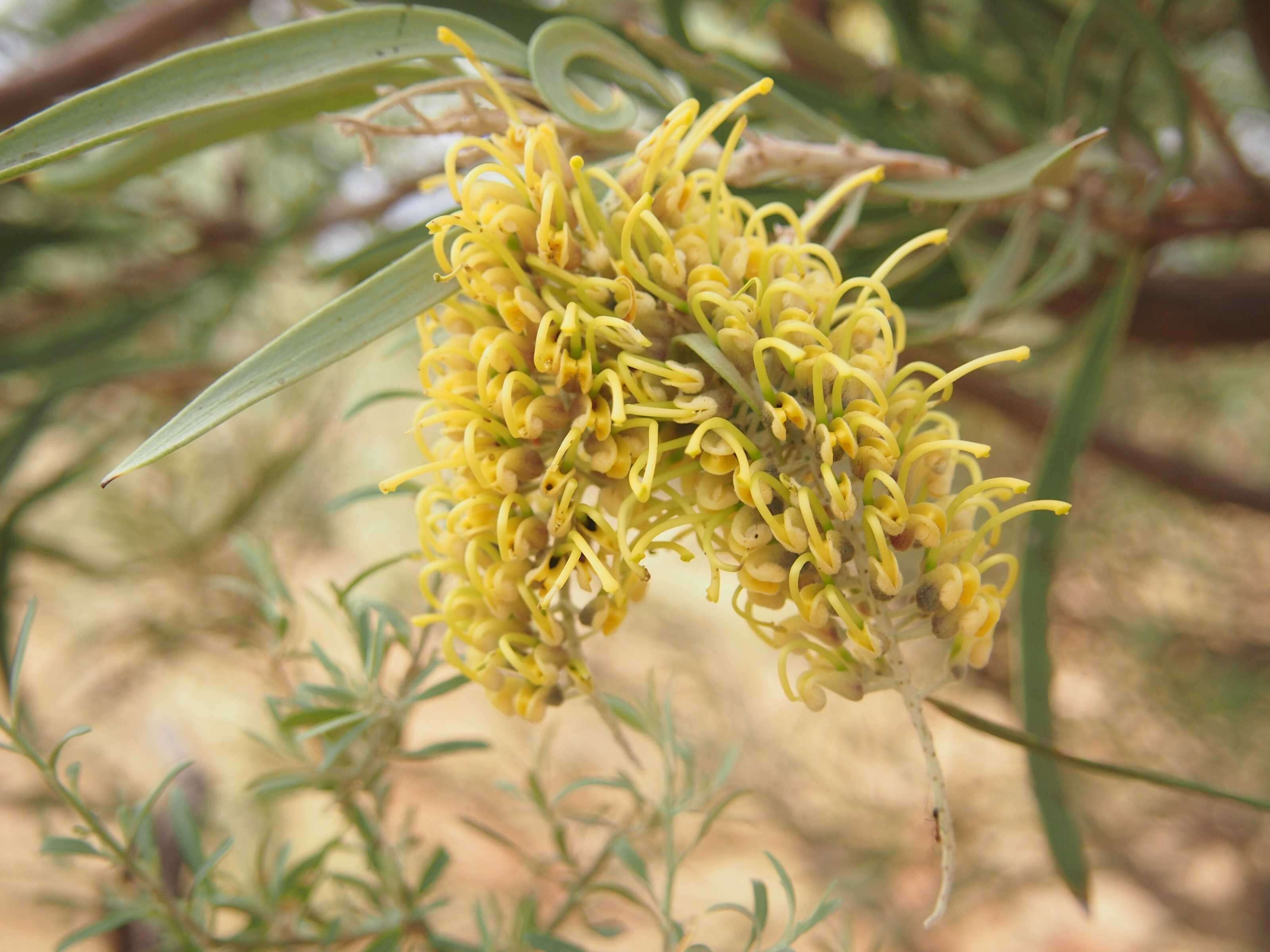 Image of Hakea macrocarpa A. Cunn. ex R. Br.