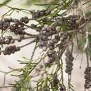 Image of Melaleuca tamariscina Hook.