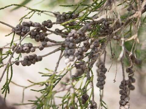 Sivun Melaleuca tamariscina Hook. kuva