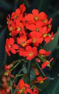 Imagem de Euphorbia fulgens Karw. ex Klotzsch