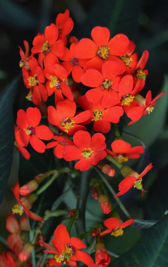 Imagem de Euphorbia fulgens Karw. ex Klotzsch