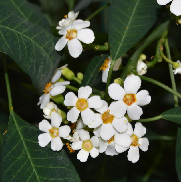 Imagem de Euphorbia fulgens Karw. ex Klotzsch